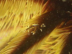 Allogalathea elegans