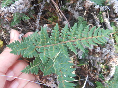 Paragymnopteris marantae