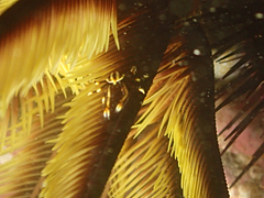 Allogalathea elegans