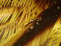 Allogalathea elegans