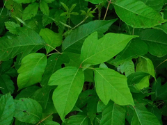 Toxicodendron radicans