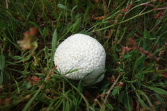 Lycoperdon