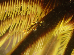 Allogalathea elegans