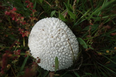 Lycoperdon