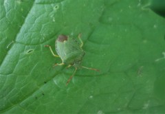 Palomena prasina