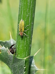 Rhinocyllus