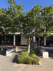 Erythrina lysistemon