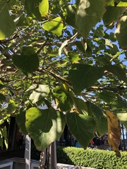 Erythrina lysistemon