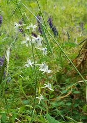 Delphinium leucophaeum