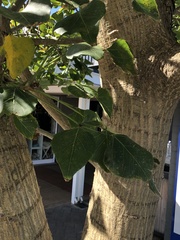 Erythrina lysistemon