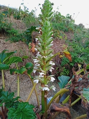 Acanthus