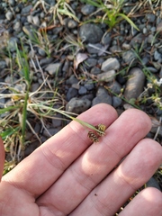 Carex bicolor