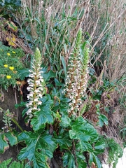 Acanthus