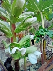 Acanthus