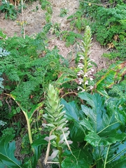 Acanthus