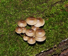 Mycena tuvara