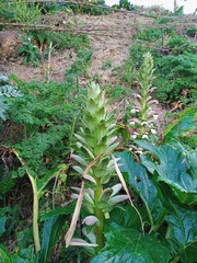 Acanthus