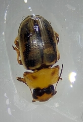 Cryptocephalus pusillus