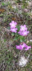 Primula hirsuta