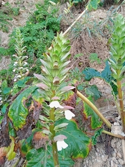 Acanthus