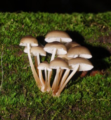 Mycena tuvara