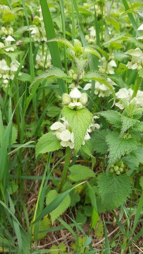 Baltažiedė notrelė