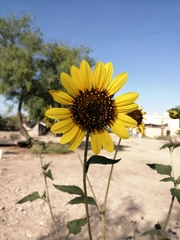 Helianthus annuus
