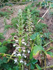 Acanthus