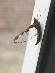 Callibaetis ferrugineus hageni