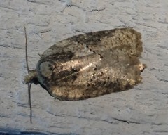 Acleris chalybeana