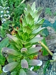 Acanthus