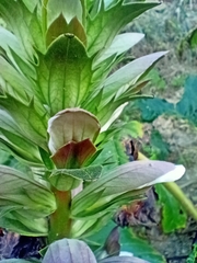 Acanthus