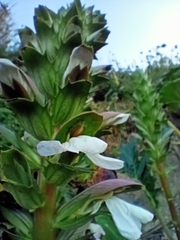 Acanthus