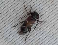 Phymatodes alni