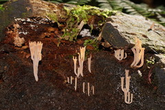 Artomyces austropiperatus