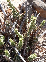Ophryosporus