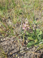 Anacamptis coriophora