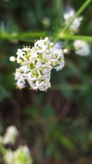 Galium lucidum