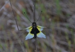 Libelloides baeticus