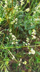 Galium lucidum