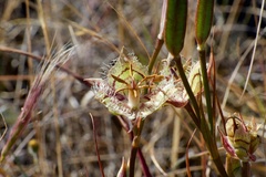 Calochortus tiburonensis