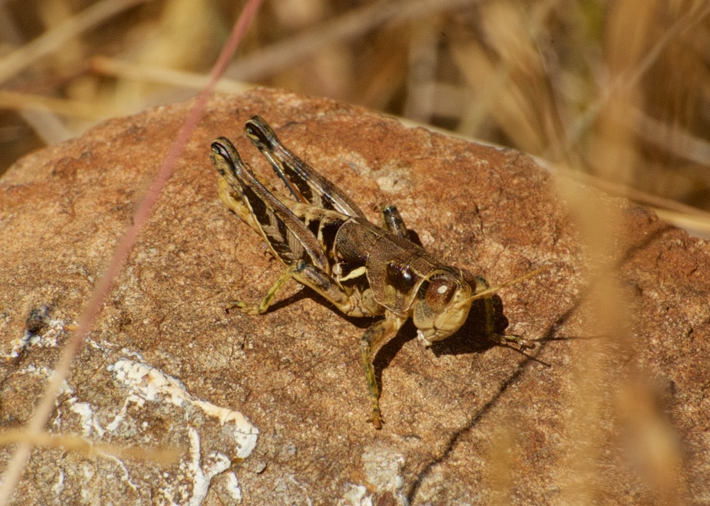 Oedaleonotus borckii