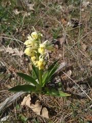 Dactylorhiza insularis