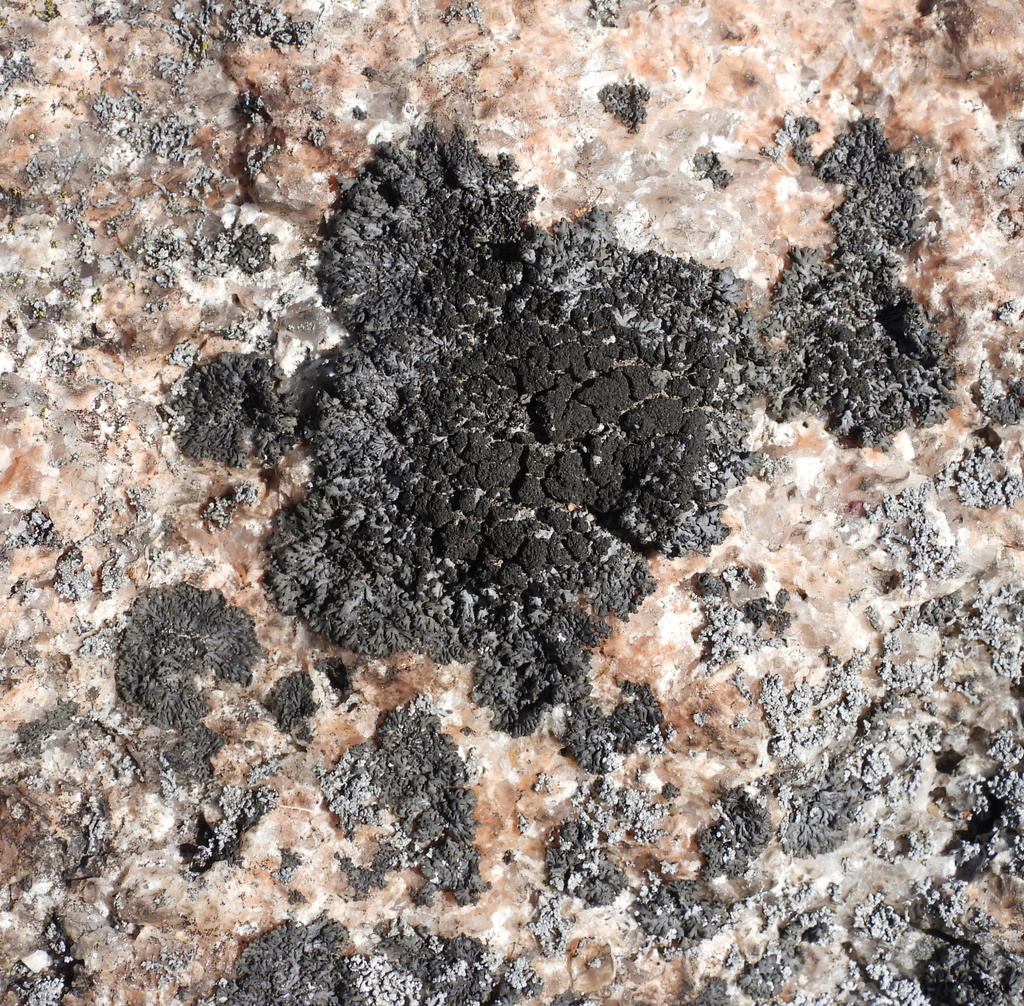 Dark Shadow Lichen
