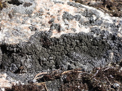 Phaeophyscia sciastra