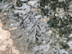 Phaeophyscia sciastra