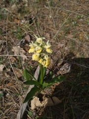 Dactylorhiza insularis