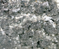 Phaeophyscia sciastra