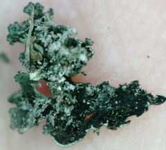 Phaeophyscia sciastra