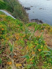 Tropaeolum majus image